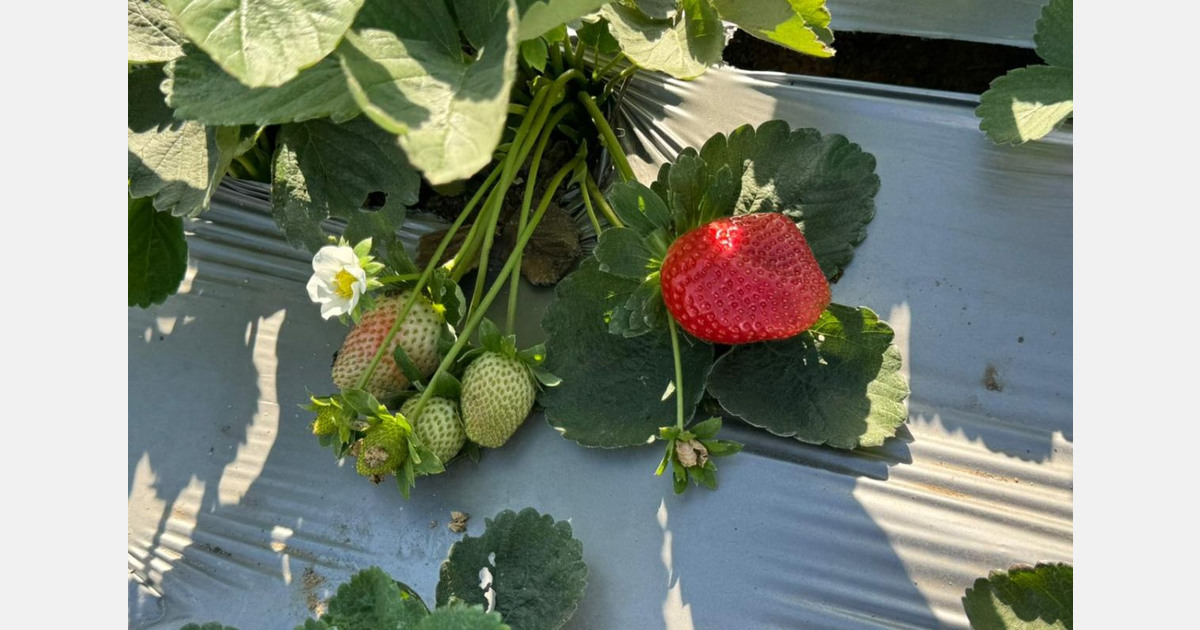"This season will go down as a valuable lesson for the Egyptian strawberry industry"
