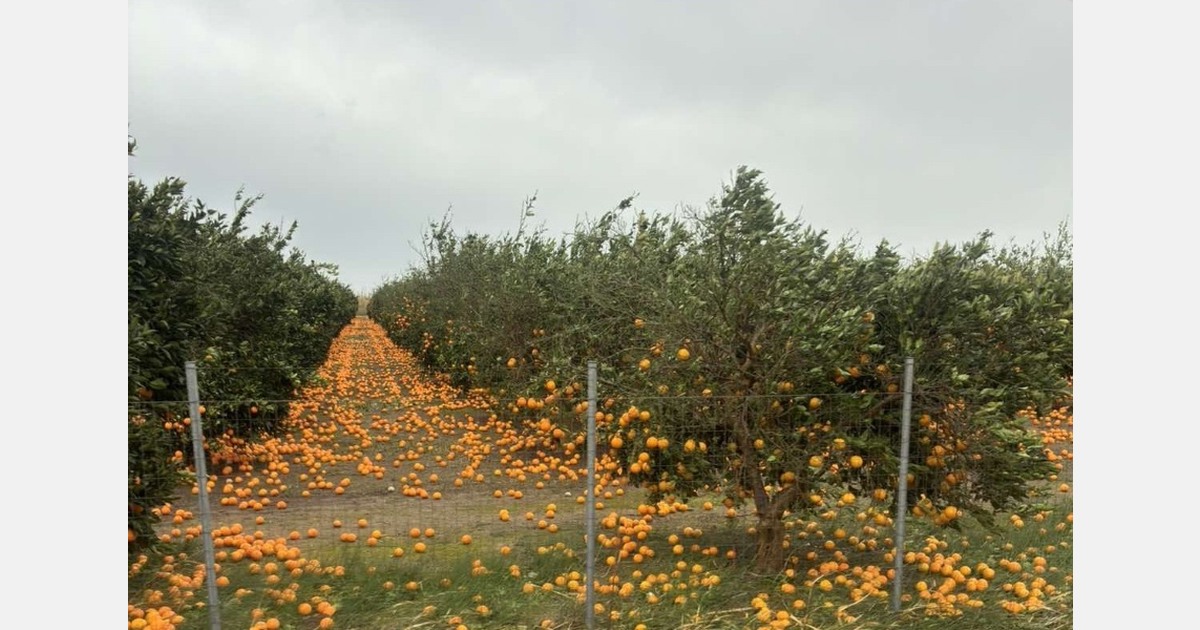 Gale-force winds paralyze citrus harvesting in Aetolia-Acarnania, Greece