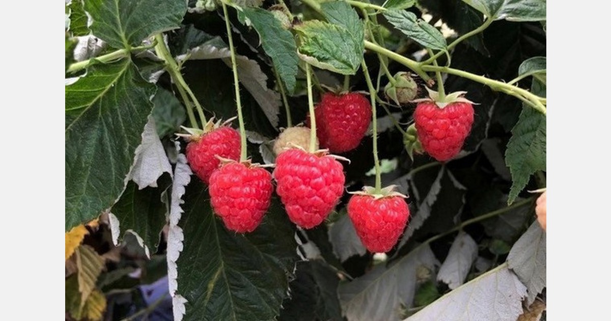 Prices picking up on raspberries from Mexico