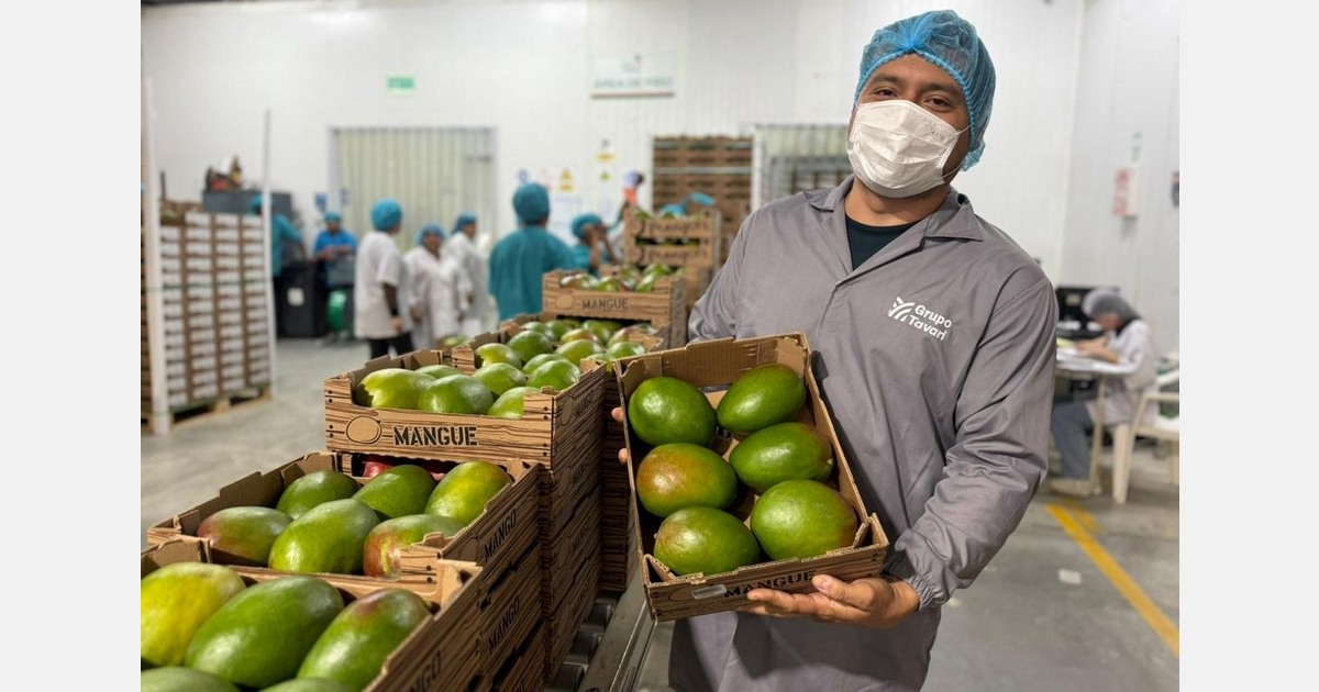 Peru’s mango season is peaking