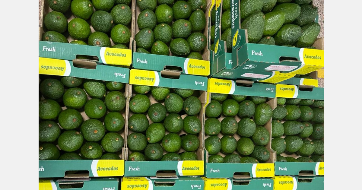 Lower yields but stable volumes expected for Kenya's green skin avocados