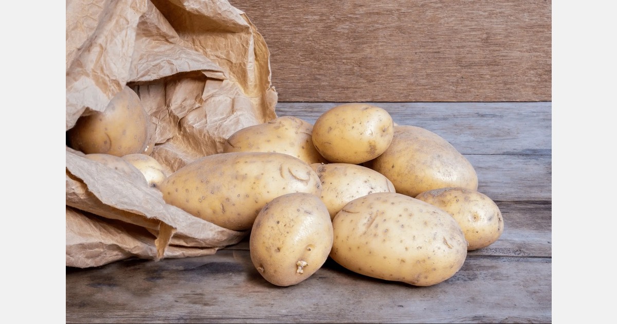 Debate grows over future of Maris Piper in UK potatoes