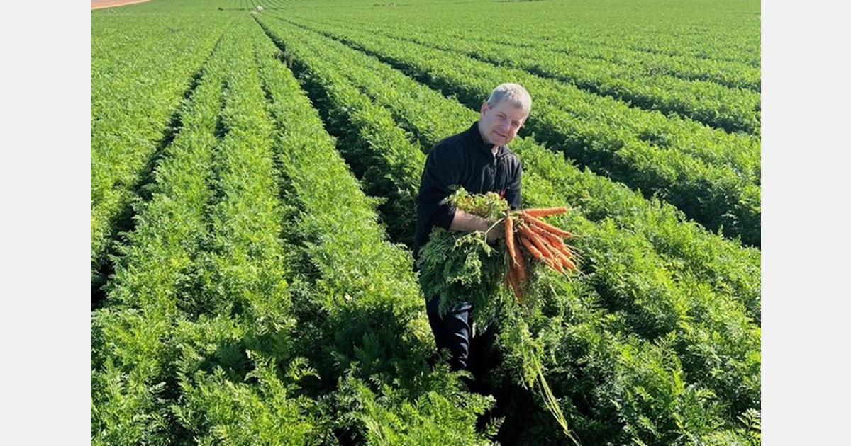 New export season for carrots to North America gets underway