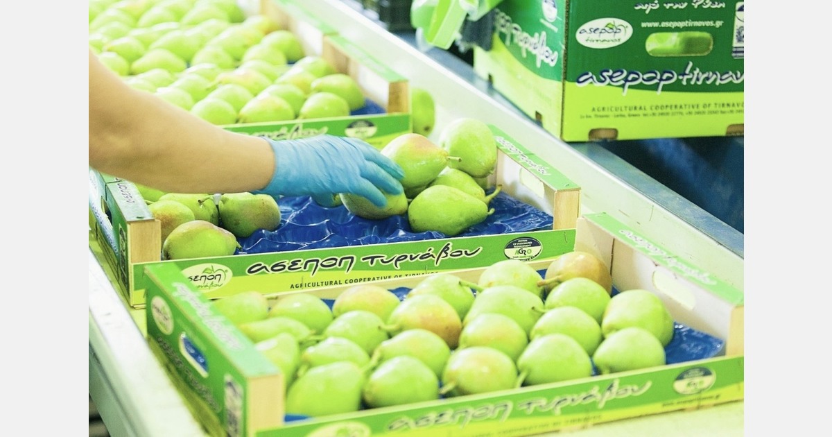 “60% of the long-term pear storage chambers have been opened”