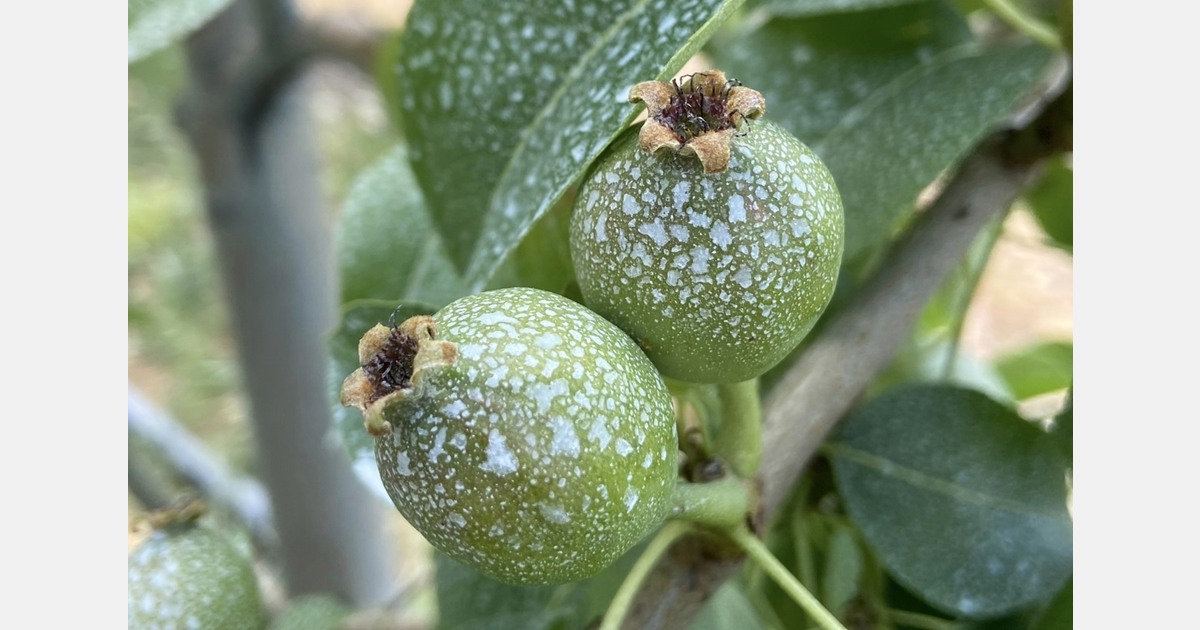 New bio-stimulant shields fruit trees from UV damage