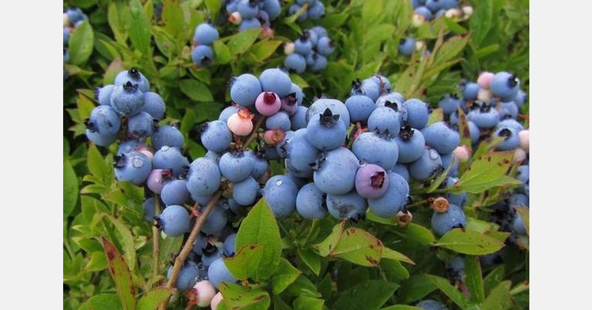 PEI wild blueberry growers vote against marketing board