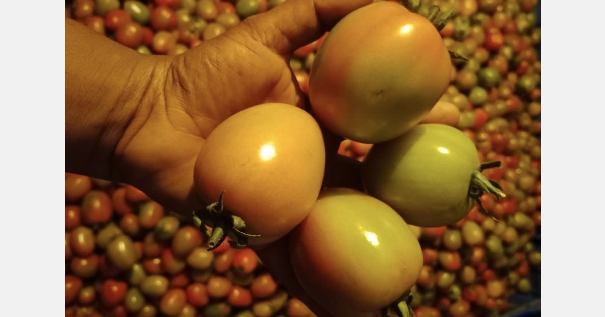 “Tomato oversupply is creating an export push in Bangladesh”