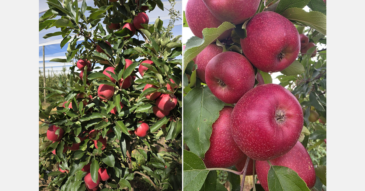 South Africa’s early apples kick off in the Free State