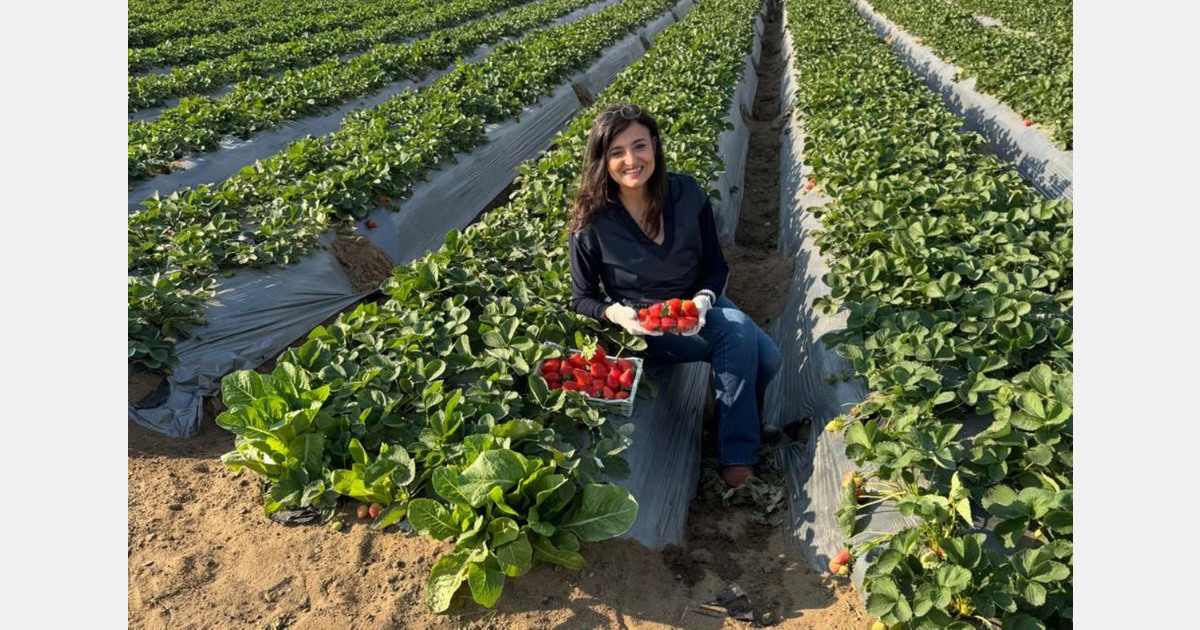 "The final price of Spanish or Greek strawberries is now higher than the cost of Egyptian ones"