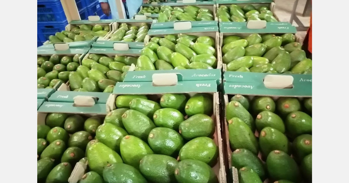 Green skin avocados are attracting increasing interest in Kenya