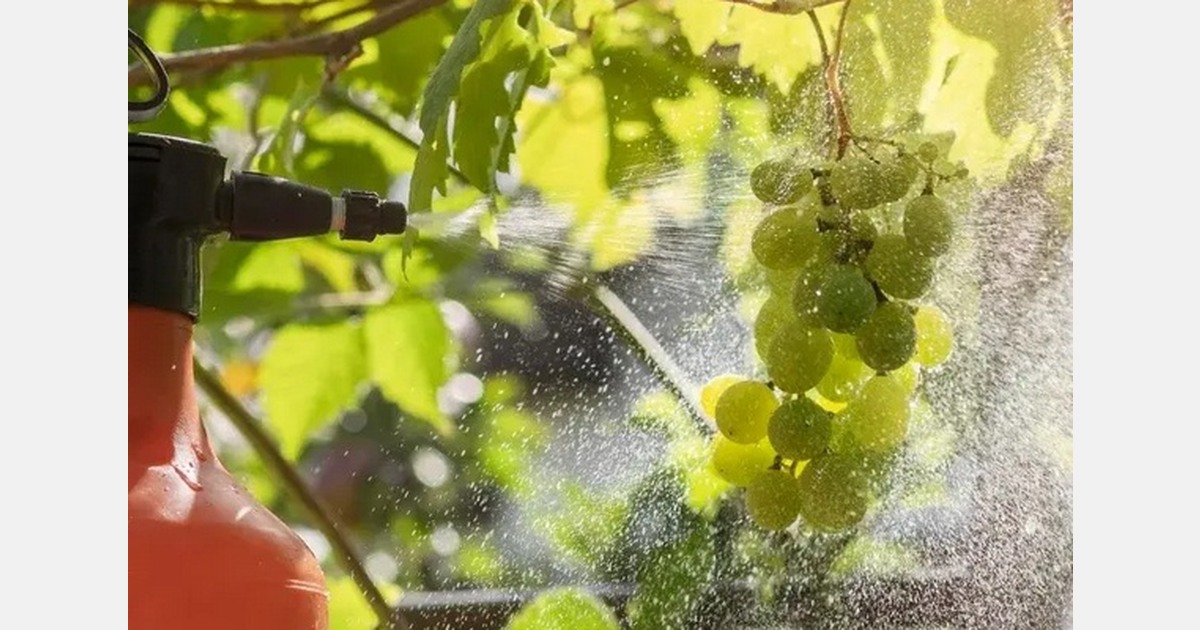 Europe sees low children fruit intake alongside pesticide concerns