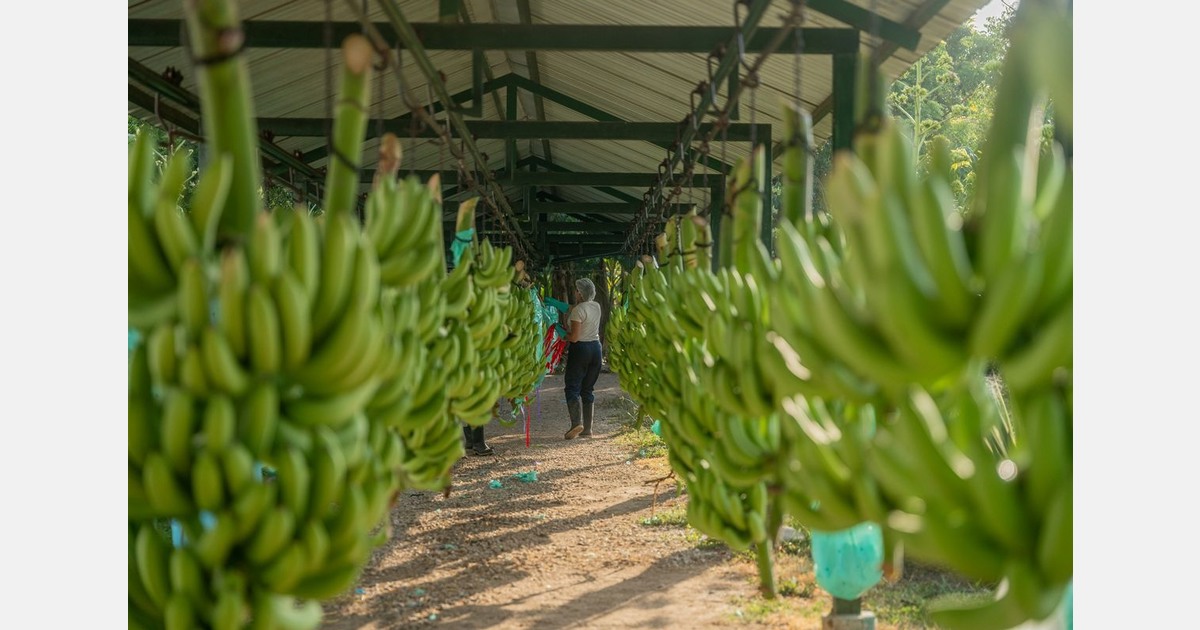 "Switching to Fairtrade bananas helps growers prevent the spread of TR4"