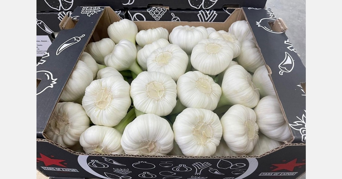 "Egyptian garlic yields may be slightly lower than usual"