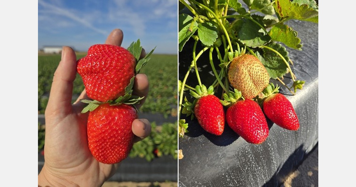 Florida growers come through cold snap