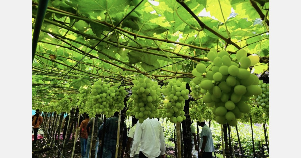 “Newer grape varieties are keeping export hopes alive in India”