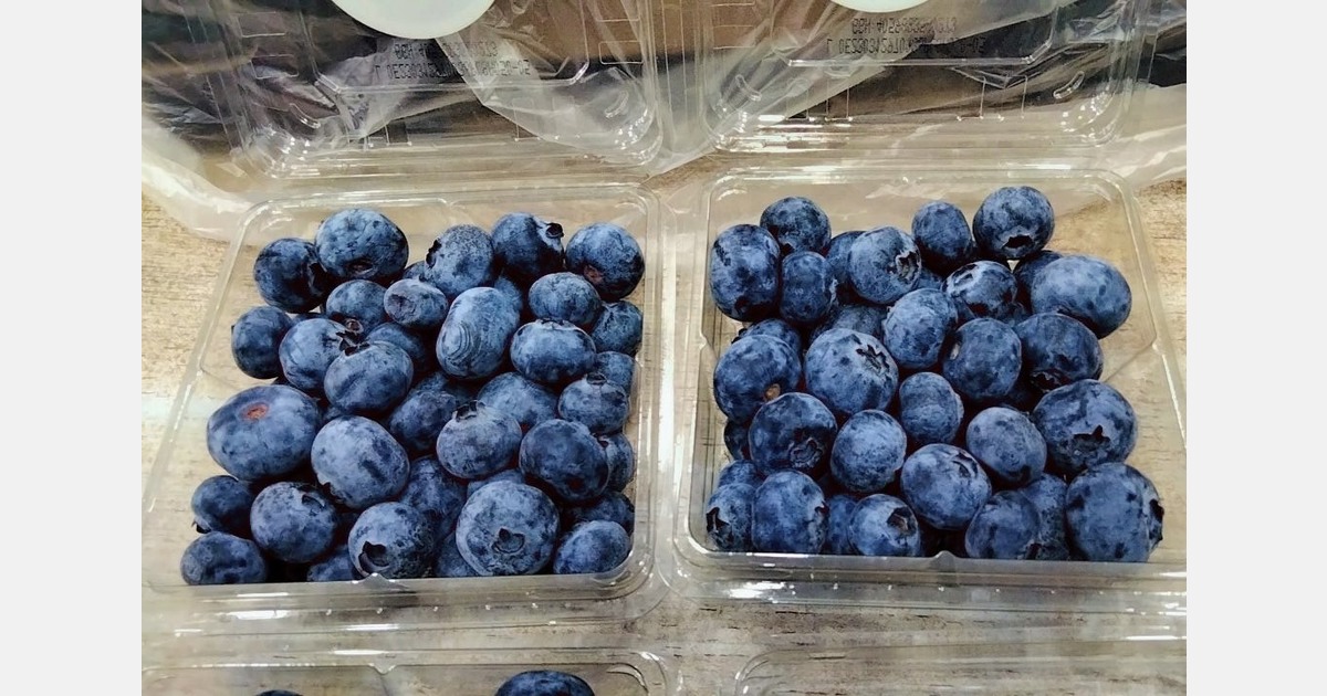 “Sekoya patented varieties make their debut in Indian blueberry harvest"
