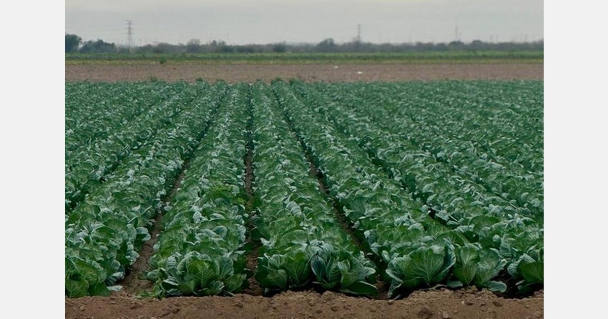 Truck rates strengthen in Texas following weekend cold