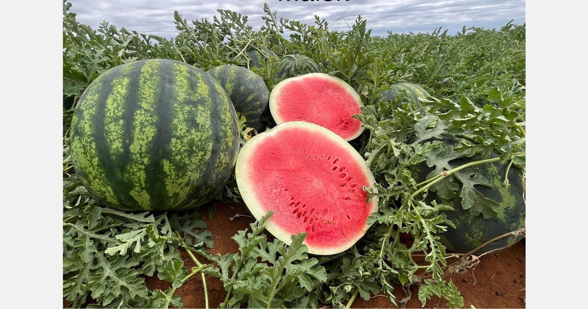 Micro-seeded watermelon production gains momentum in South Africa