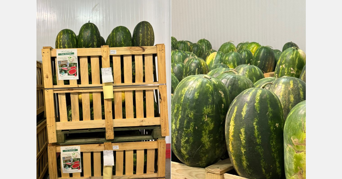 Better prospects for Moroccan watermelon exports in 2026