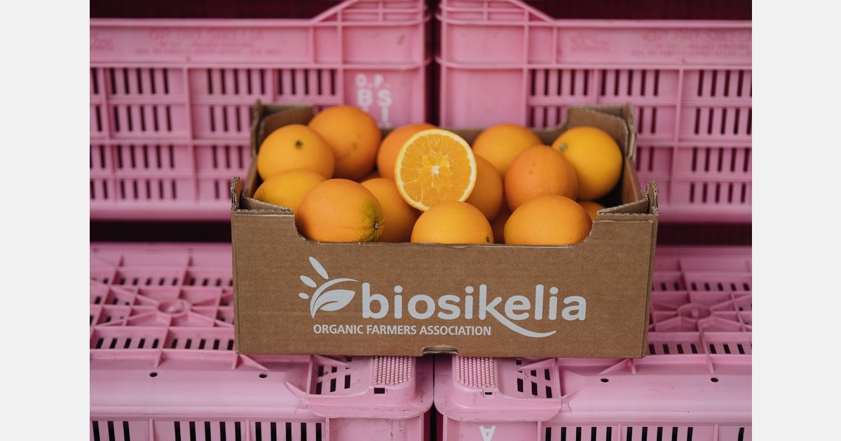 Sicilian organic orange supply continues after hurricane