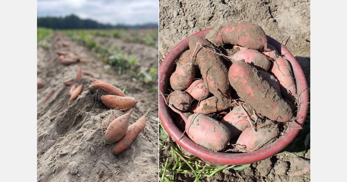 Europe remains key destination for sweet potatoes from the U.S.