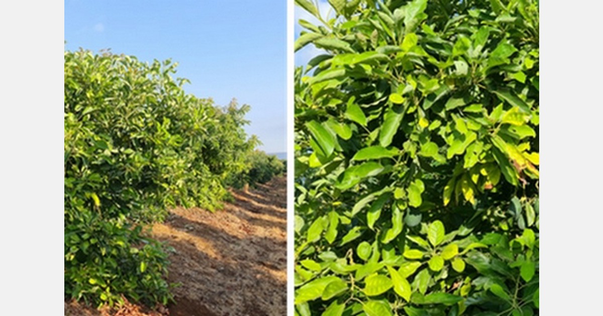 Tissue culture rootstocks advance avocado cultivation in Israel