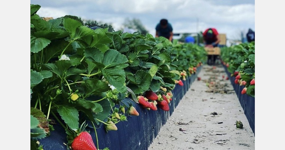 Florida temperatures affect good strawberry growing season