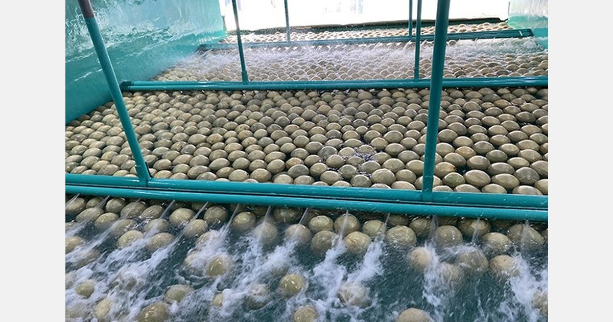 Upcoming transition for offshore melons