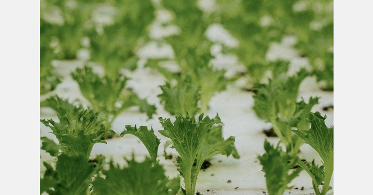 Buying trends around Canadian hydroponic lettuce