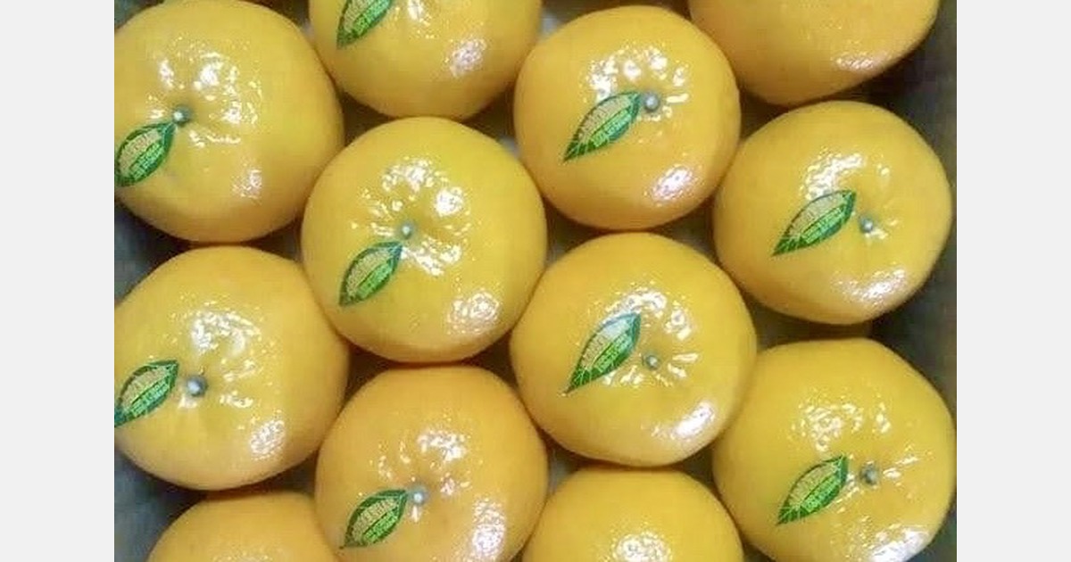 Pakistan kinnow production hits historic 3 million MT amid export crisis