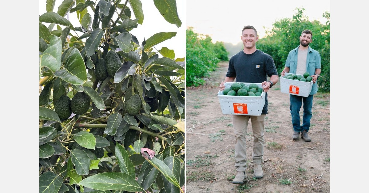 Avocado acreage in Sacramento Delta region continues to expand