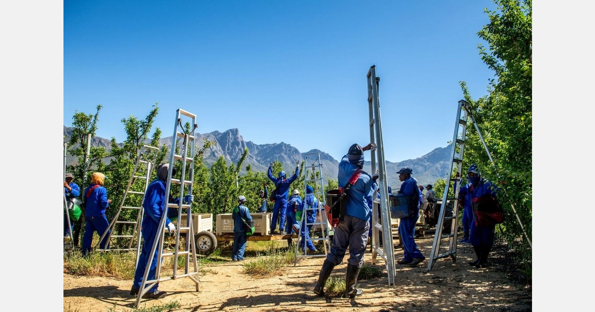 South African stone fruit compliance remains high in 2025/26