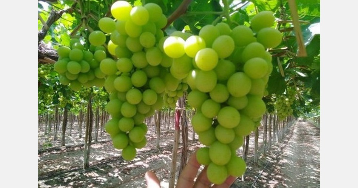 "A lot of Peruvian growers would have cut EU programmes and sent their grapes to the U.S."