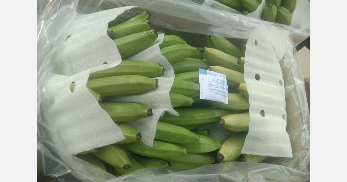 "India's banana exports take a hit as Iran-U.S. tensions disrupt trade"