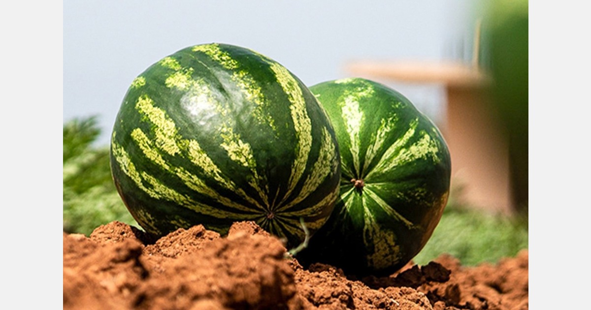 Slight upward trend for Greek watermelon plantings through May