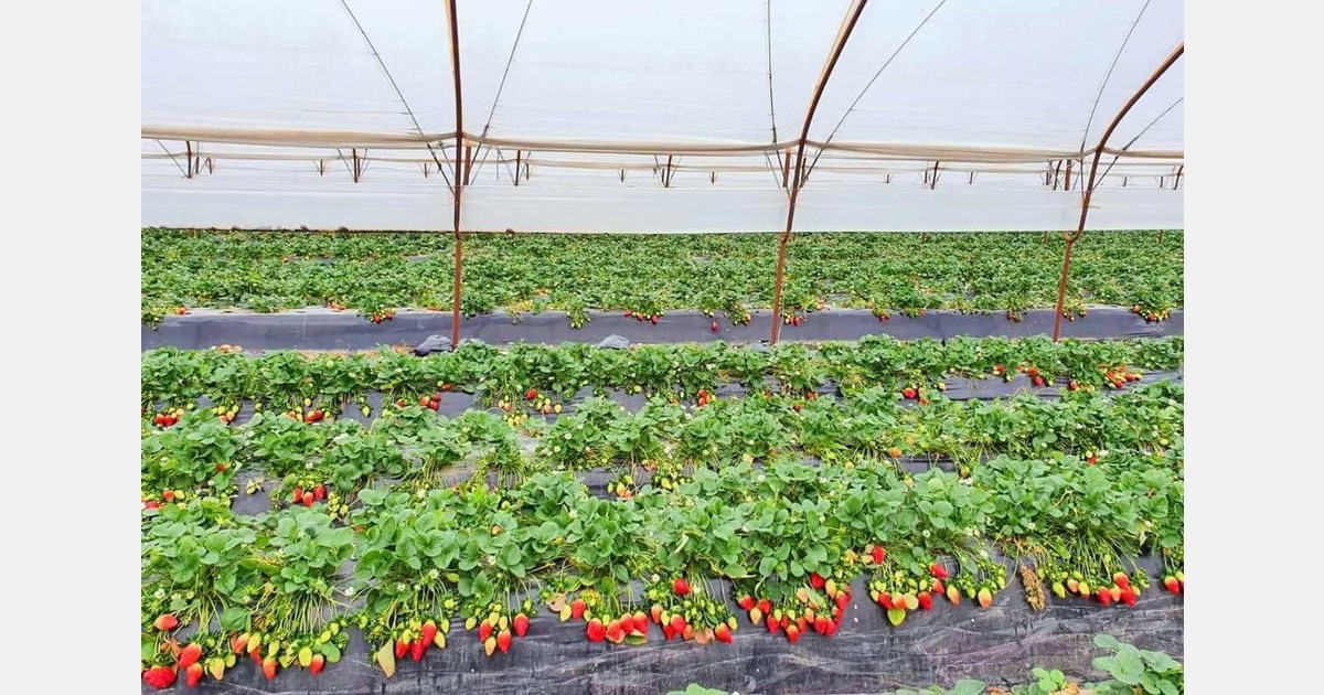 Rebound for Greek strawberry prices