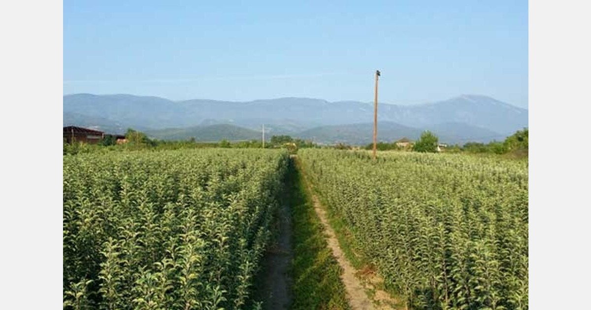 Indians turn to Greek nurseries to build their apple orchards