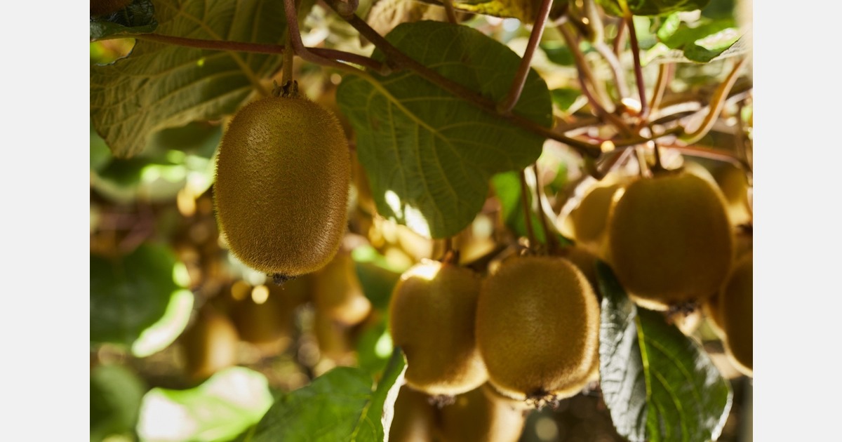 EU approves health claim for green kiwifruit