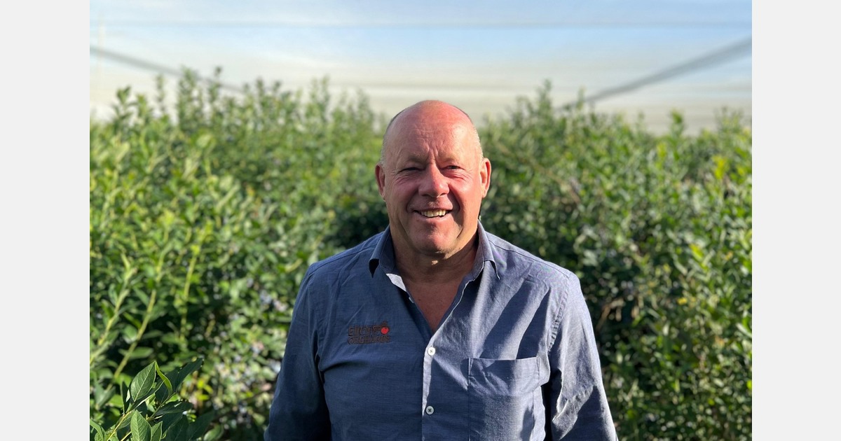Otago cherries doing it tough as rain wrecks harvest