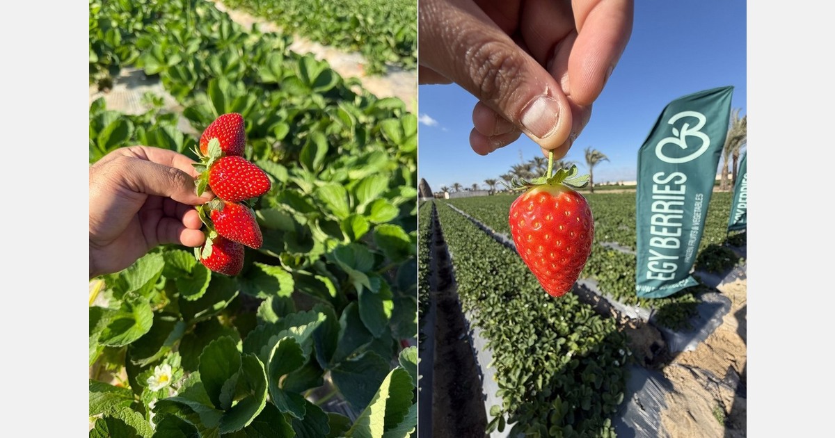 "Egyptian strawberry acreage increased, but yield per hectare declined"