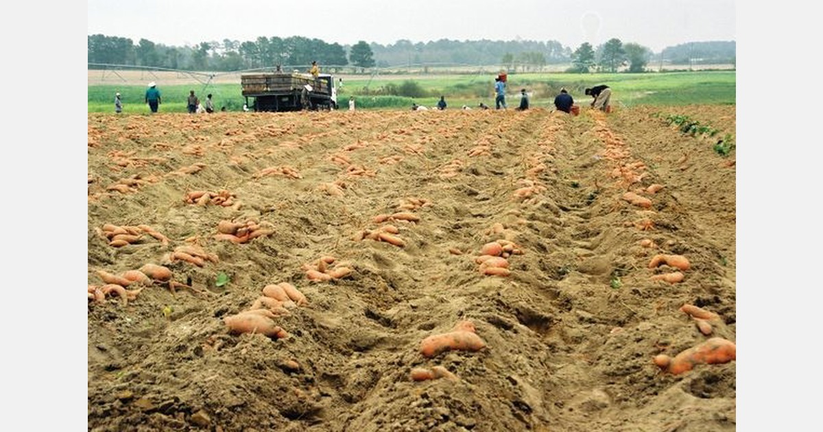 Bolstered acreage stats reported for North Carolina sweet potatoes ahead of Fruit Logistica