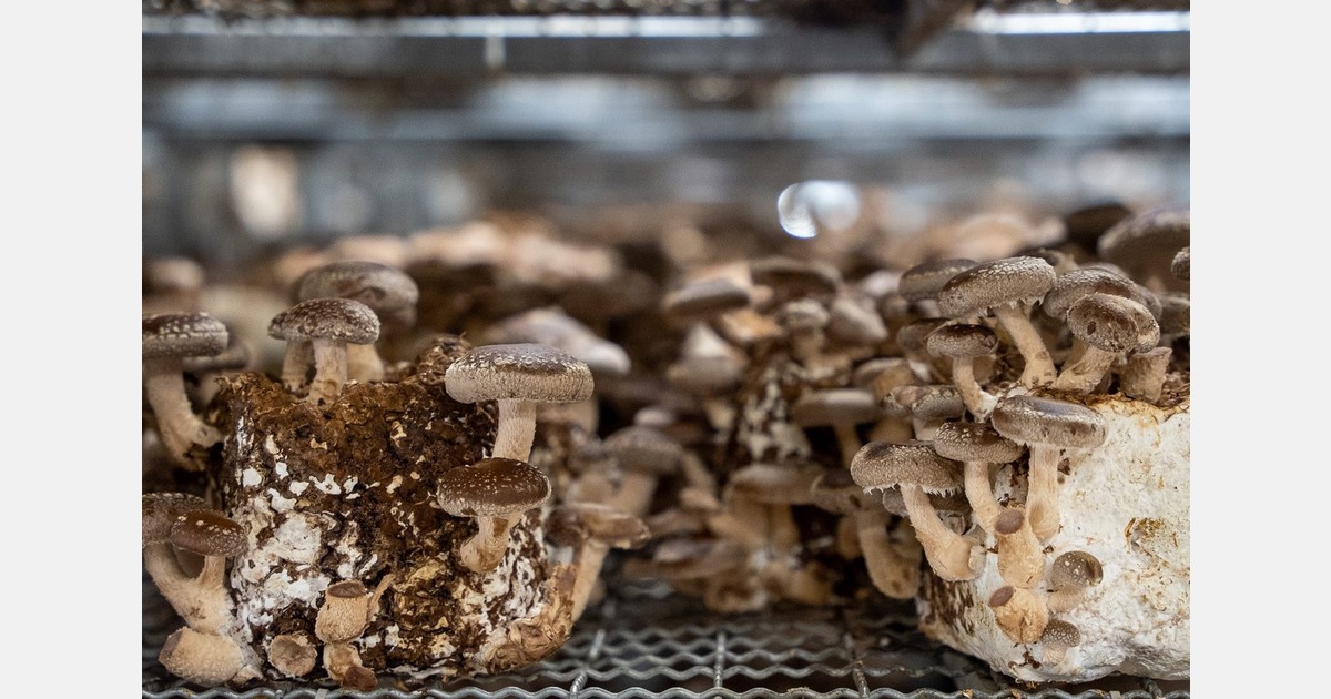 "Blackouts, lack of workers and necessary materials directly affect production costs"