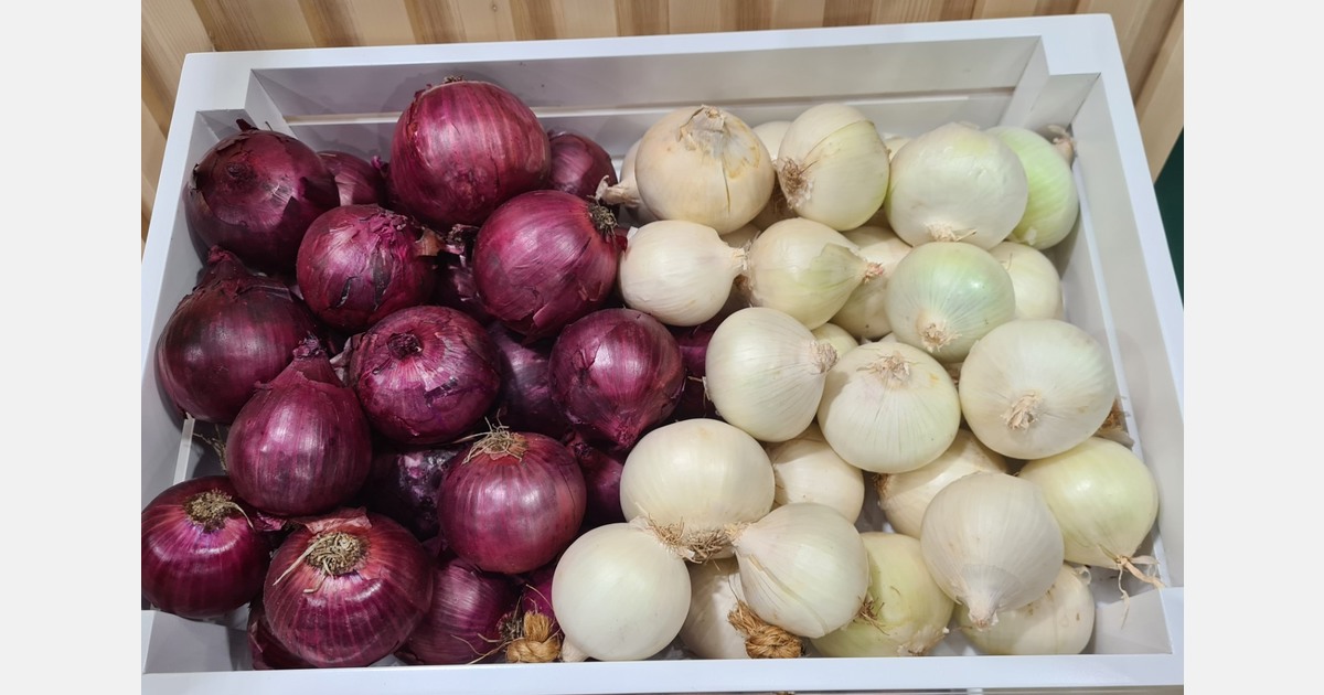 Queensland onions stable despite challenging weather