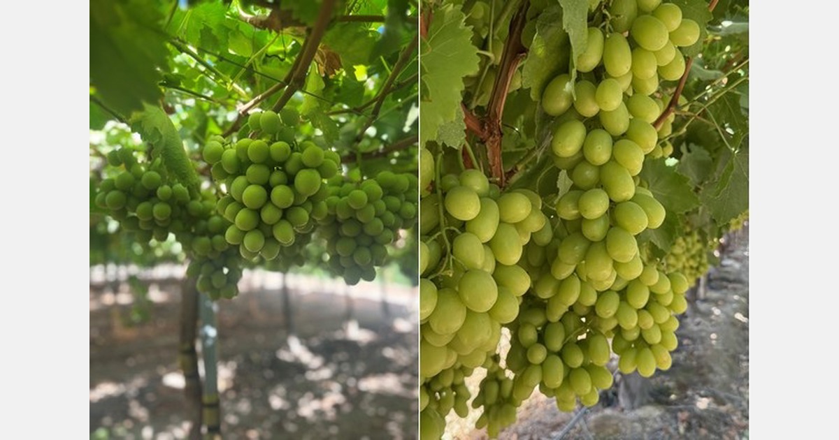 Legal production for green seedless grape variety secured