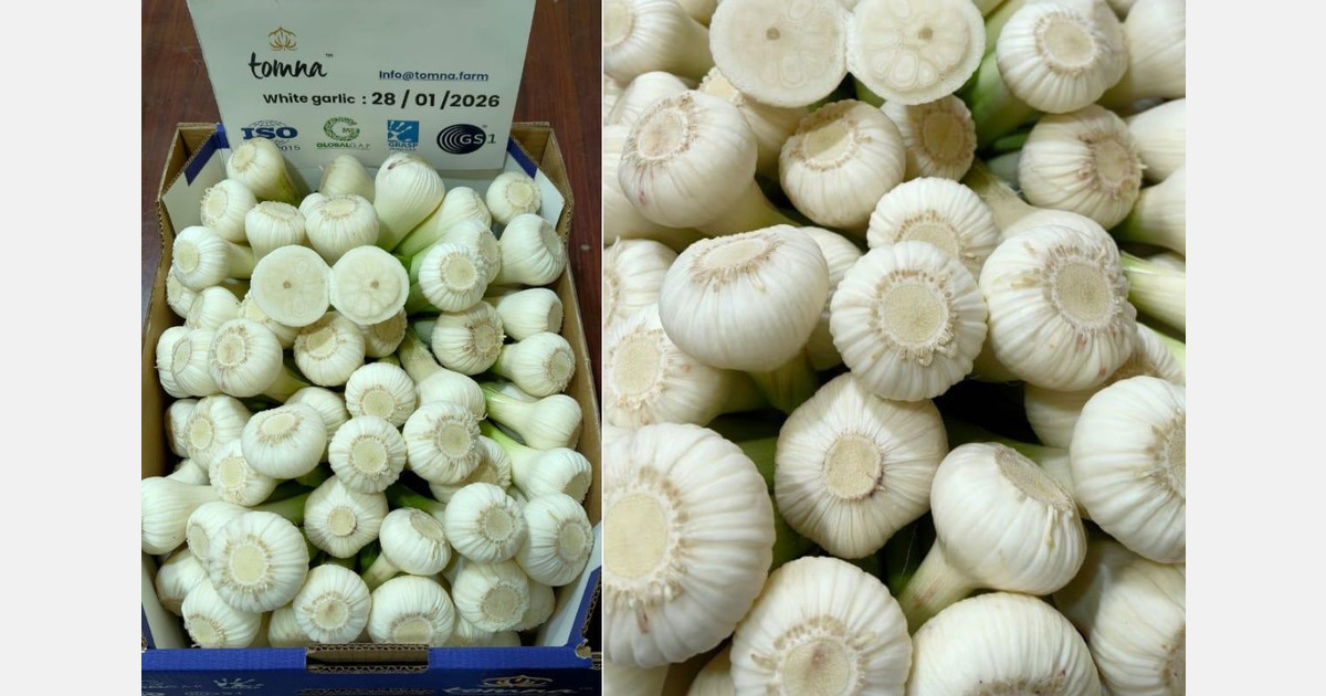 Egyptian garlic export season starts with air shipments to Europe