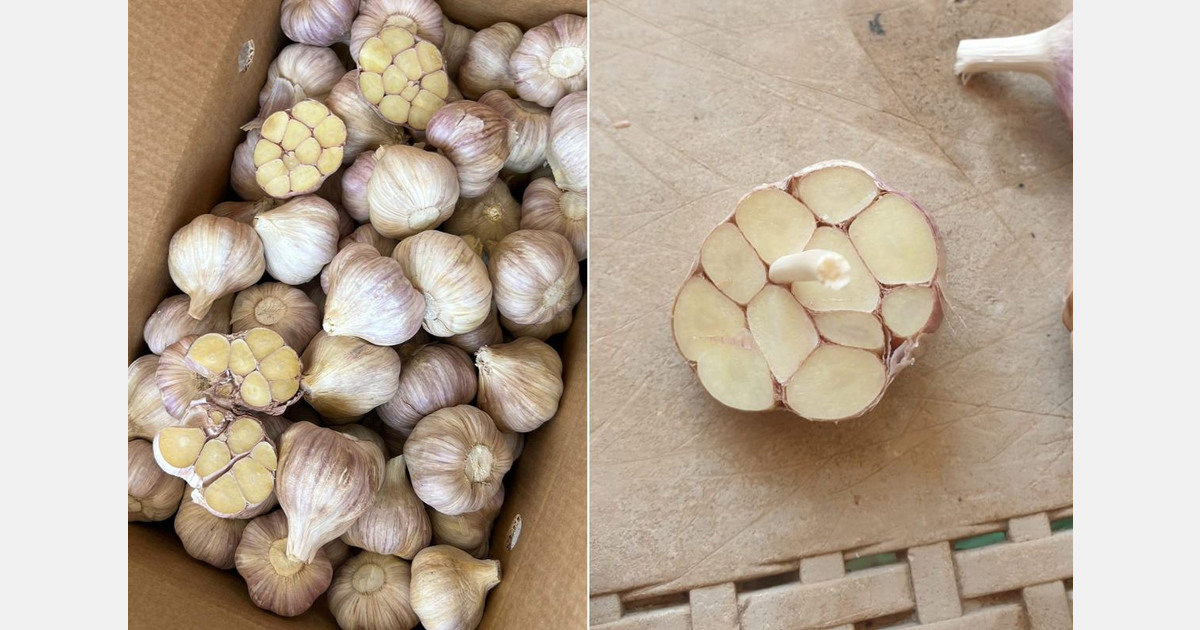 "Prices are expected to trend higher compared to last season"