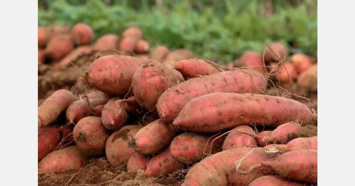 Export demand picking up for North Carolina sweet potatoes