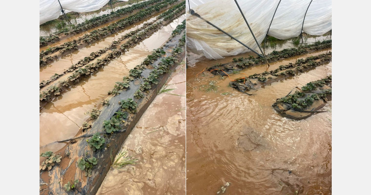 Floods in northern Morocco hit soft fruit growers