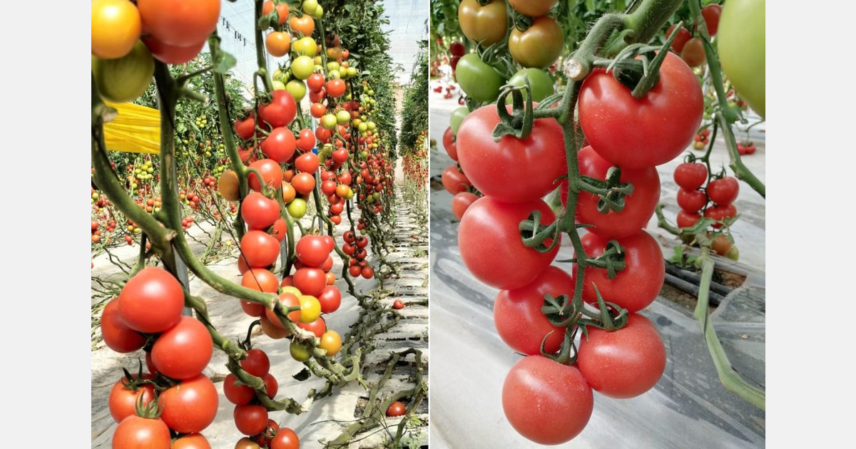 Halt on Moroccan tomato exports more nuanced according to APEFEL and FIFEL