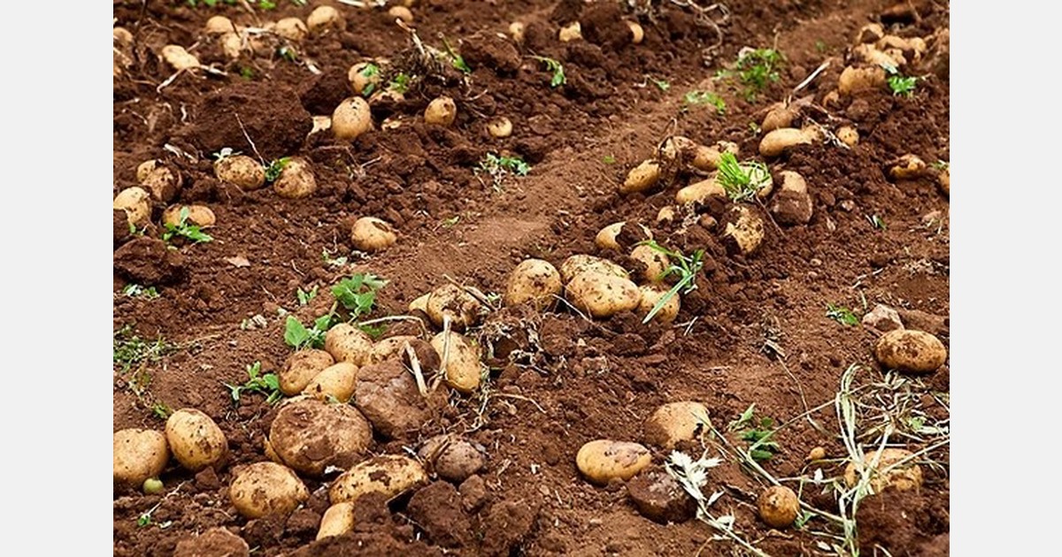 Lamb Weston appoints executive chair and CFO